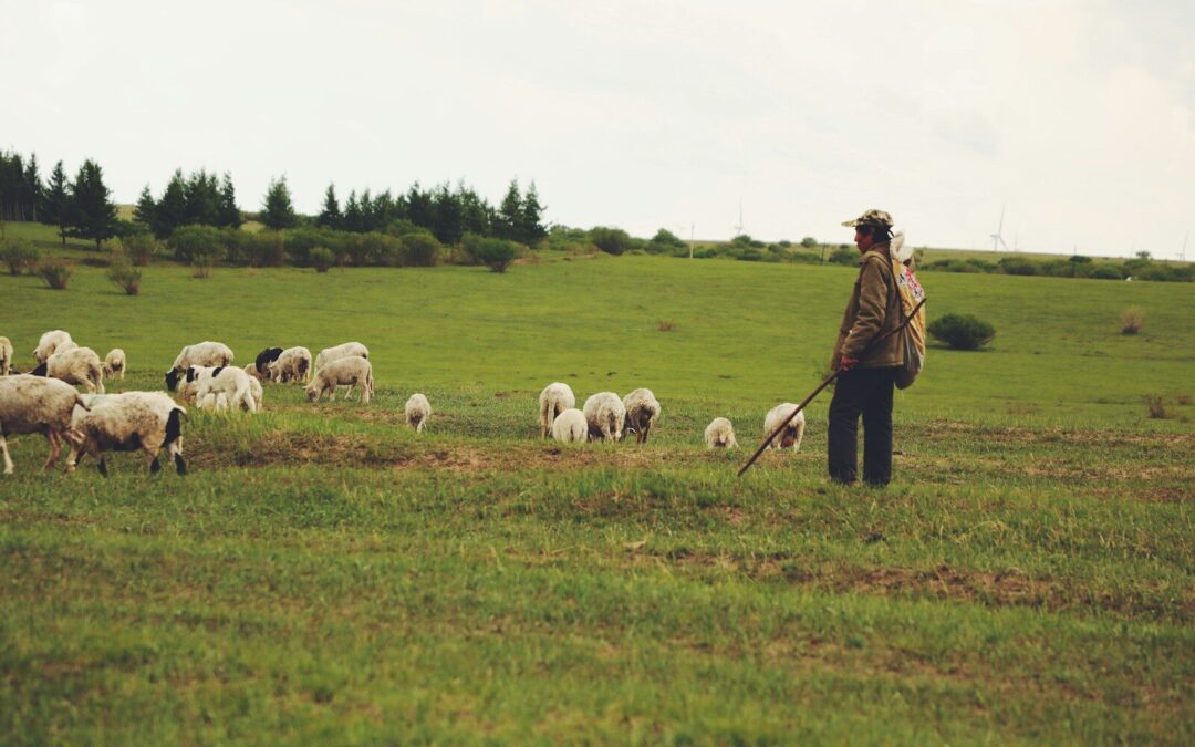 “Who is your Shepherd”
